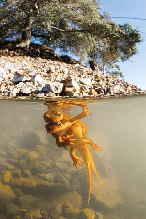 Love is in the Water