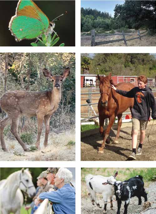 Friends of Bear Creek Stables