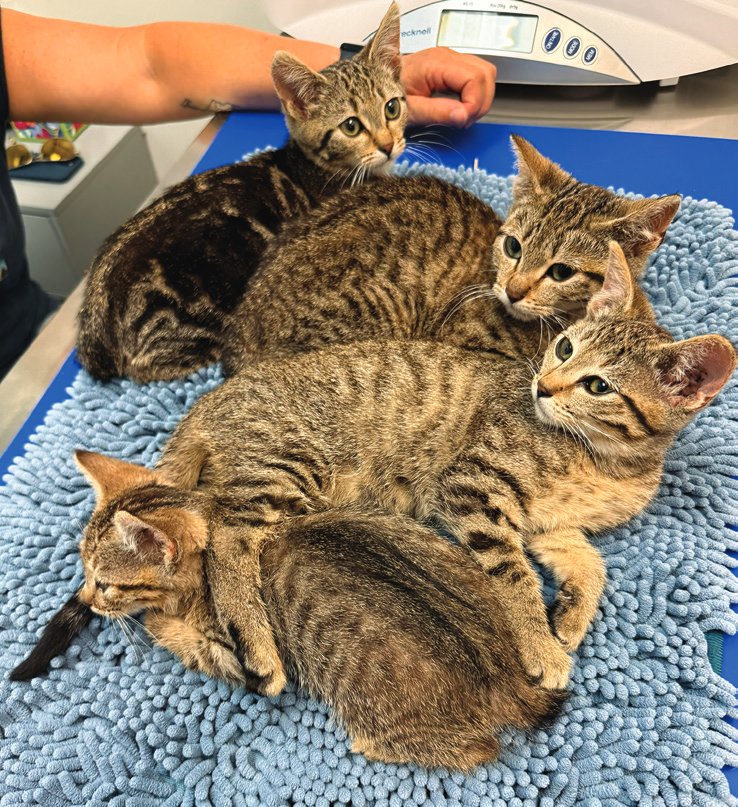 Kittens Rescued Near Highway 17
