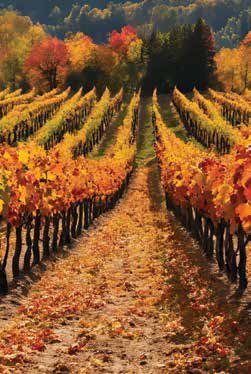 Winery!
