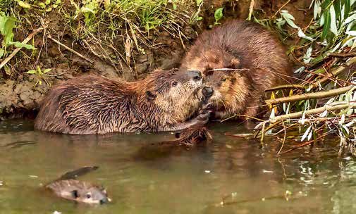 Beavers