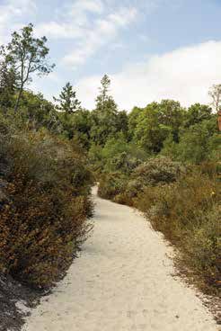 Henry Cowell Redwoods