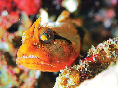 Scalyhead Sculpin